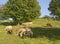 Grazing sheep in sunny ambiance