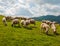 Grazing sheep Village Sulov - Hradna
