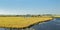 Grazing sheep between water in The Netherlands