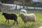 Grazing sheeps on green meadow near wooden fence