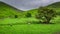 Grazing sheeps on green pasture in District Lake