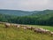 The grazing sheeps on a pasture