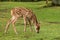 Grazing sika deer fawn