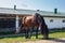 Grazing sorrel horse, eating the green grass near a white stone stable with a wooden gates and a green roof. A flock of birds in