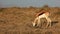 Grazing springbok antelope