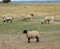 Grazing suffolk sheep with black head and legs in Europe