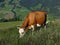 Grazing Swiss cow