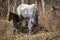 Grazing thoroughbred horses in the countryside. Large thoroughbred white and gray horse and small brown colt graze in forest and