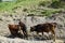 Grazing three dark brown Caucasian young bulls in the Caucasus m