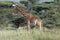 Grazing on trees Serengeti Giraffe, Tanzania, AFrica