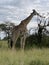 Grazing on trees Serengeti Giraffe, Tanzania, AFrica