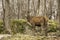 A grazing wapiti in a forest