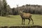 A grazing wapiti in a forest