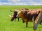 Grazing Watusi cattle and eland antelope in steppe