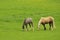 Grazing, Welsh mountain Ponies