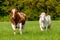 grazing white-brown cows on a green pasture - domestic animal