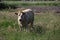 Grazing white cow in a land at farm in Moordrecht the Netherlands