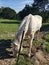 Grazing White Horse