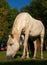 Grazing white horse