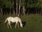 Grazing white horse