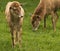 Grazing white lipped deer