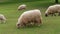 Grazing white sheep and lamb on green field at spring day