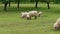 Grazing white sheep and lambs on green field at spring day