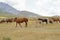 Grazing wild horses in the Gran Sasso National Park