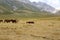 Grazing wild horses in the Gran Sasso National Park