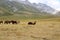 Grazing wild horses in the Gran Sasso National Park