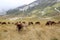 Grazing wild horses in the Gran Sasso National Park