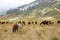 Grazing wild horses in the Gran Sasso National Park