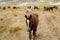 Grazing wild horses in the Gran Sasso National Park