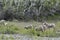 Grazing Wild Mountain Goats