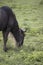 Grazing wildebeest, Ngorongoro Crater, Tanzania