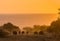 Grazing wildebeest under the sunrise