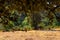 Grazing wildlife on the dry grass fields in La Pedriza National Park on the southern slopes of the Guadarrama mountain range in Ma