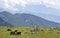 Grazing Yak in the Mountains