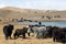 Grazing Yaks at Tulpar Lake in South Kyrgyzstan