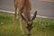 Grazing Young Deer Eating Grass by Roadside