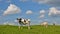 Grazing young Dutch cows at a grassy embankment