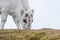 Grazing young Svalbard reindeer