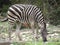 Grazing zebra