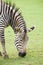 Grazing zebra