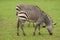 Grazing Zebra