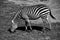 Grazing zebra