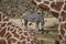 Grazing zebra in the background seen through natural frame created by giraffes in the foreground