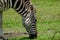 Grazing Zebra At Pasture