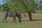 A grazing Zebra at Pazuri Outdoor Park, close by Lusaka in Zambia.