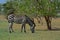 A grazing Zebra at Pazuri Outdoor Park, close by Lusaka in Zambia.